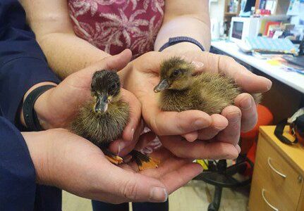 Ducklings