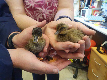 20250501 Ducklings 1