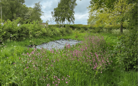 ECO Council - Wetlands Area