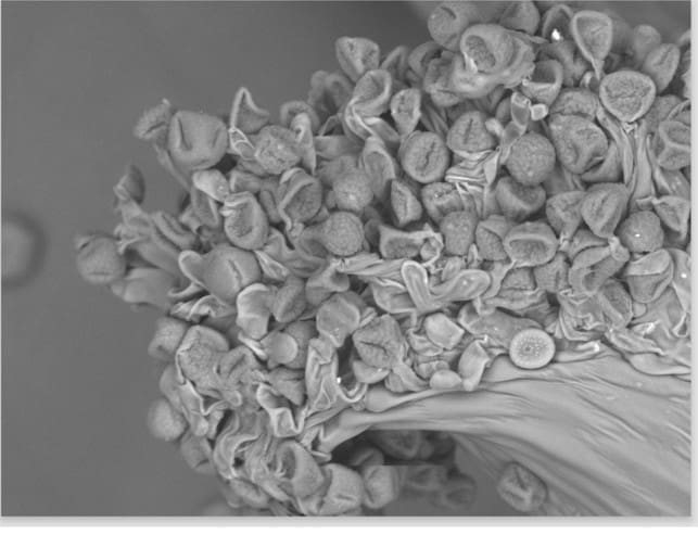 20260710 Electron Microscope Projects 3